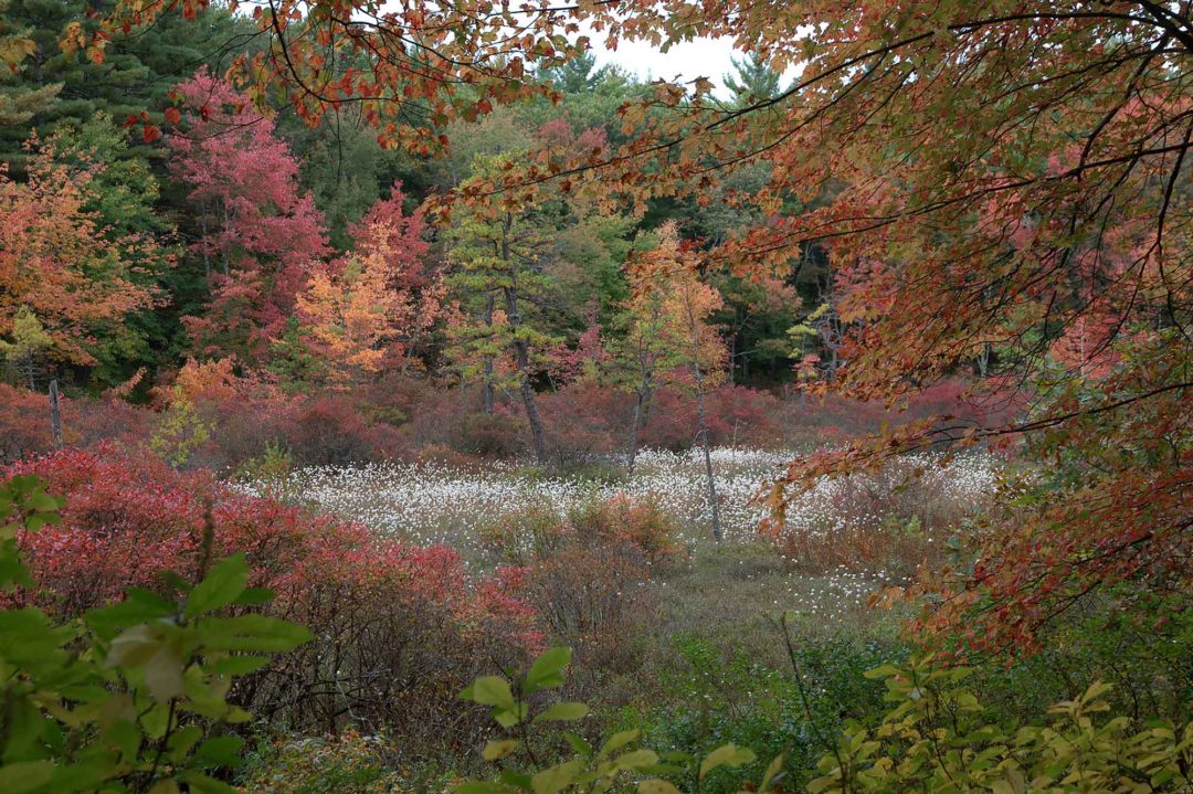 Boaz's-Meadow,-Concord-2020-Cherrie-Corey.jpg