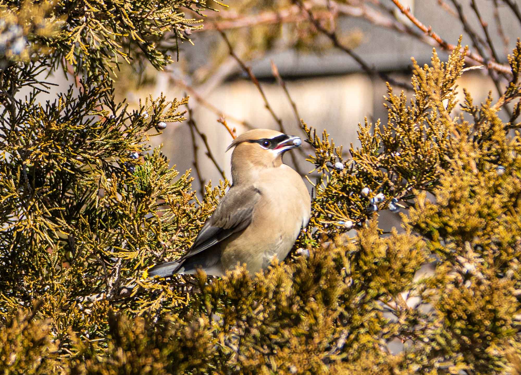 Cedar-Waxwing.jpg