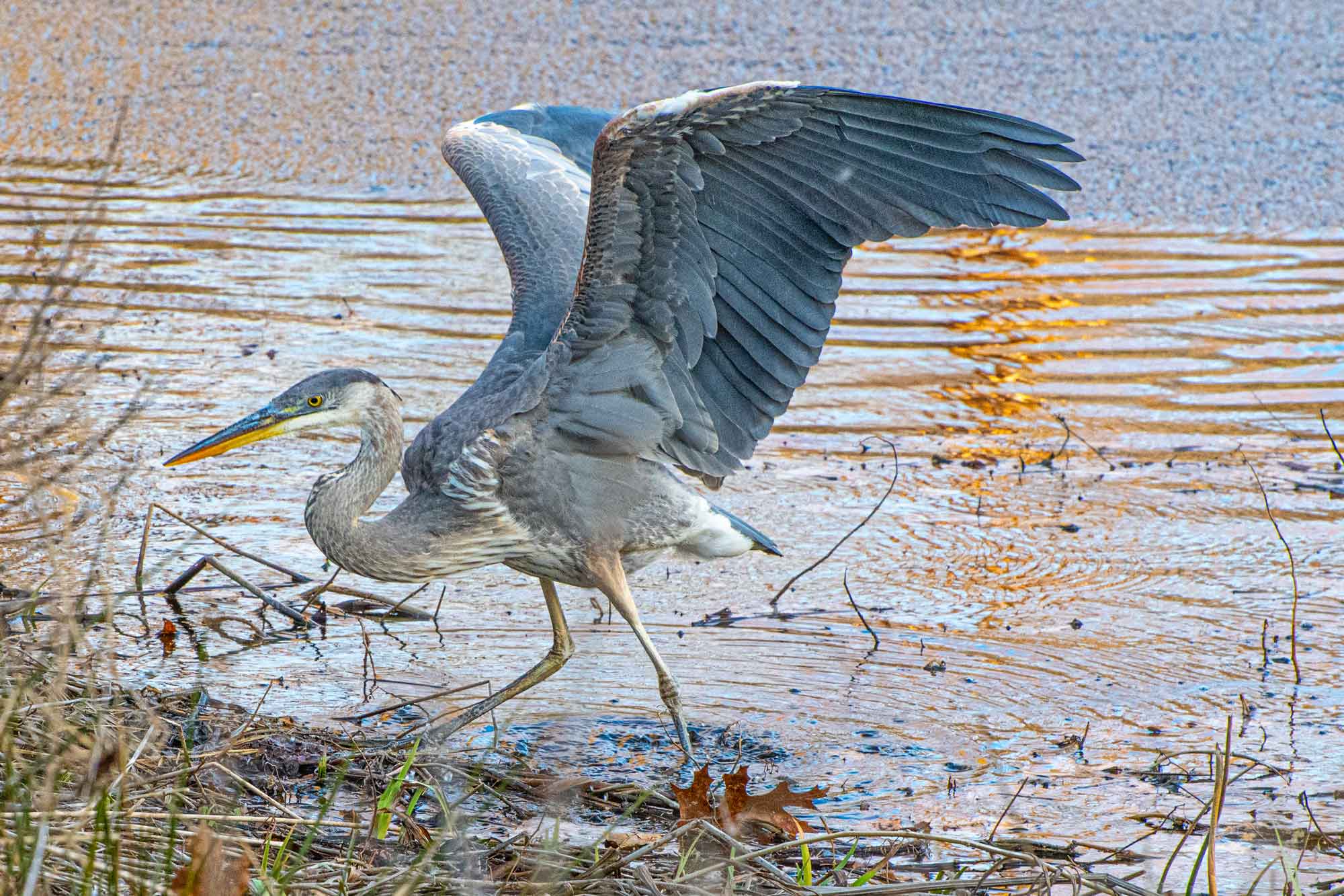 Heron-wings.jpg