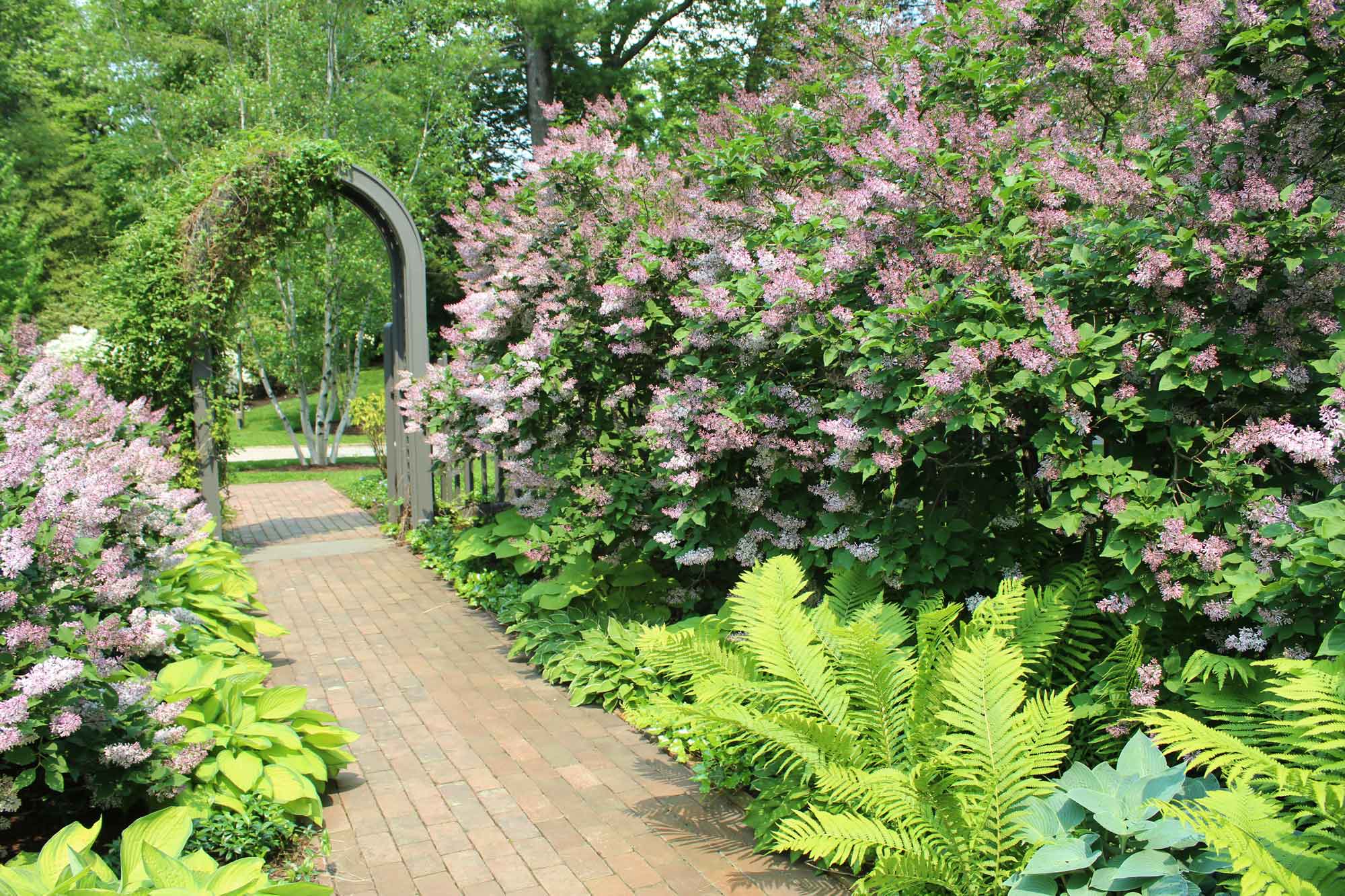 IMG_0137-Lilac-path.jpg