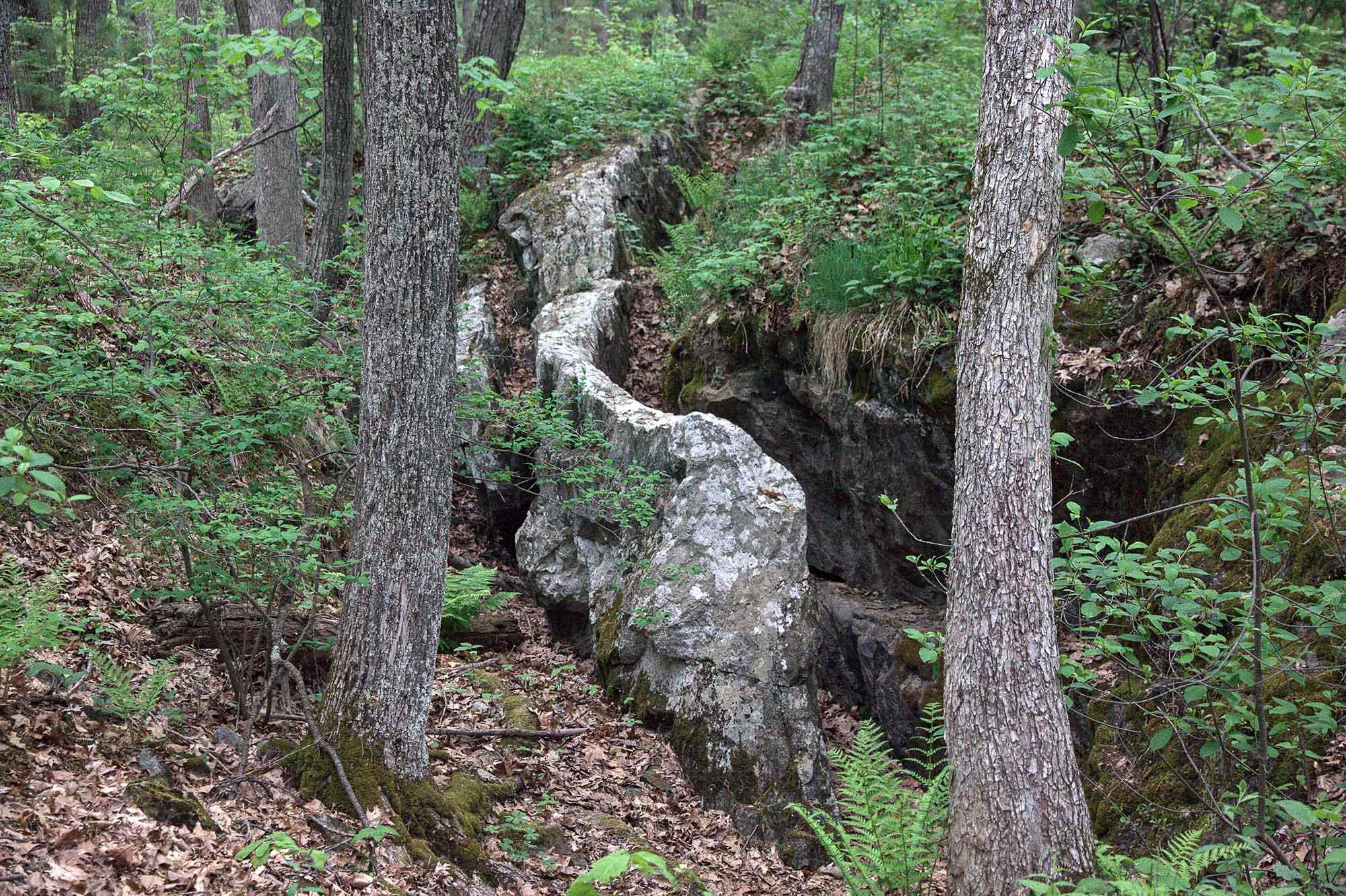 Lime-Quarries,-EstabrookWoods-Concord-2020-Cherrie-Corey.jpg