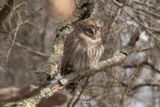 Sleepy-owl.jpg