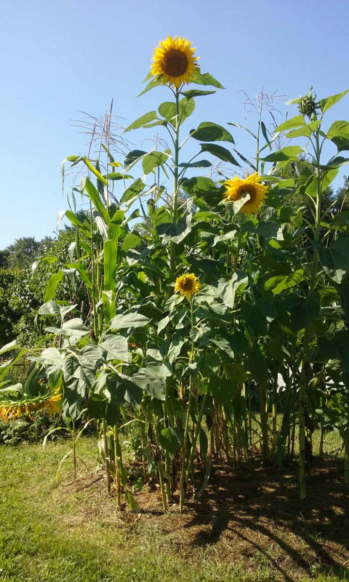 Sunflowers-at-Thoreau-Farm_2018.jpg