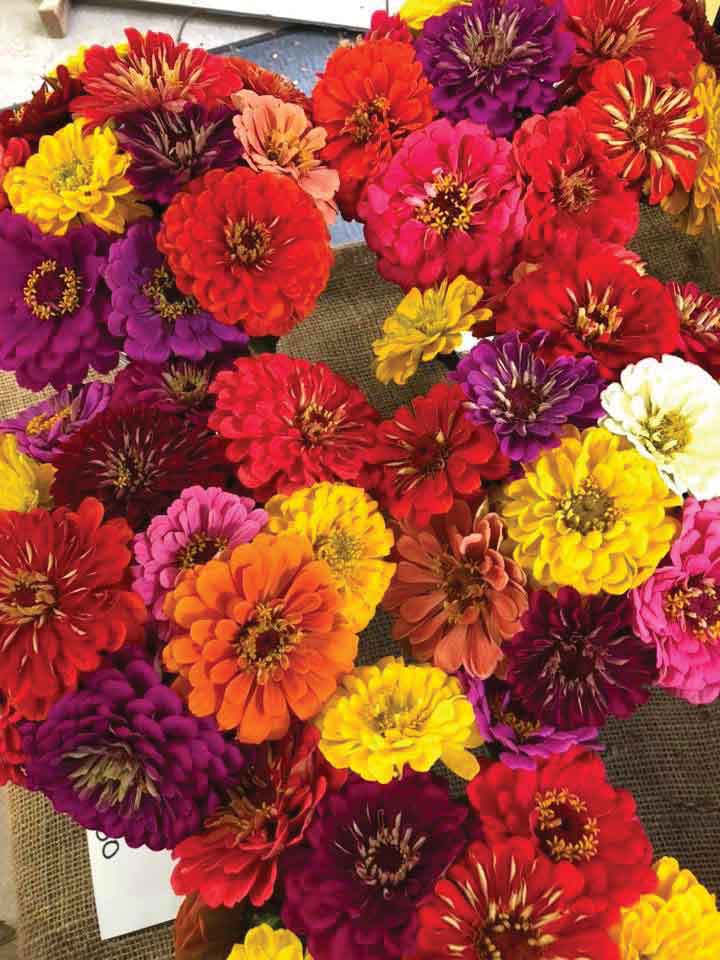 Zinnias-Marshall-Farm.jpg