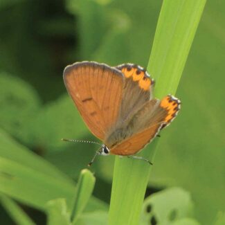 Bioblitz-Bronze-Copper.jpg