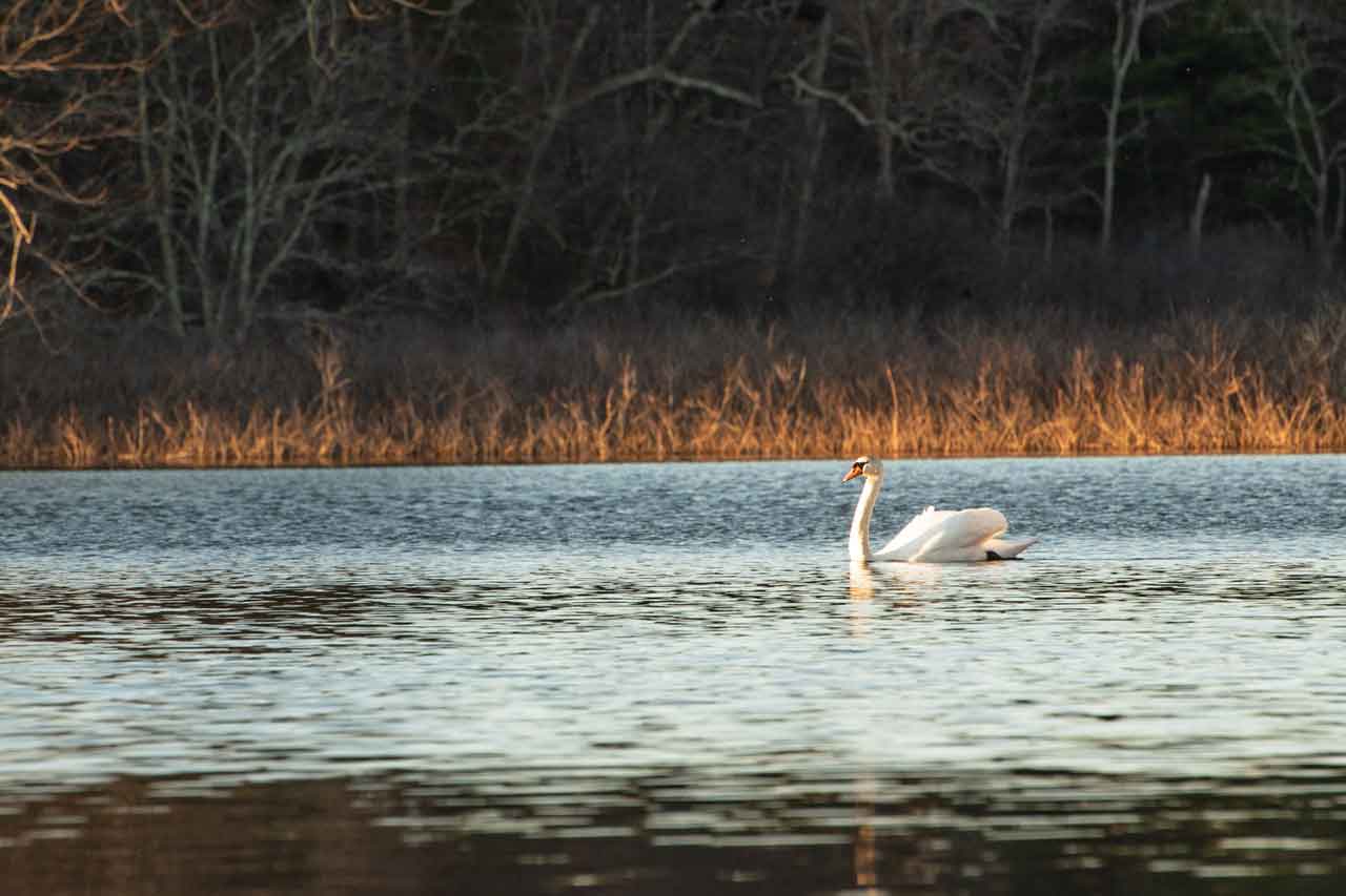 Fairhaven-Bay-evening-swan.jpg