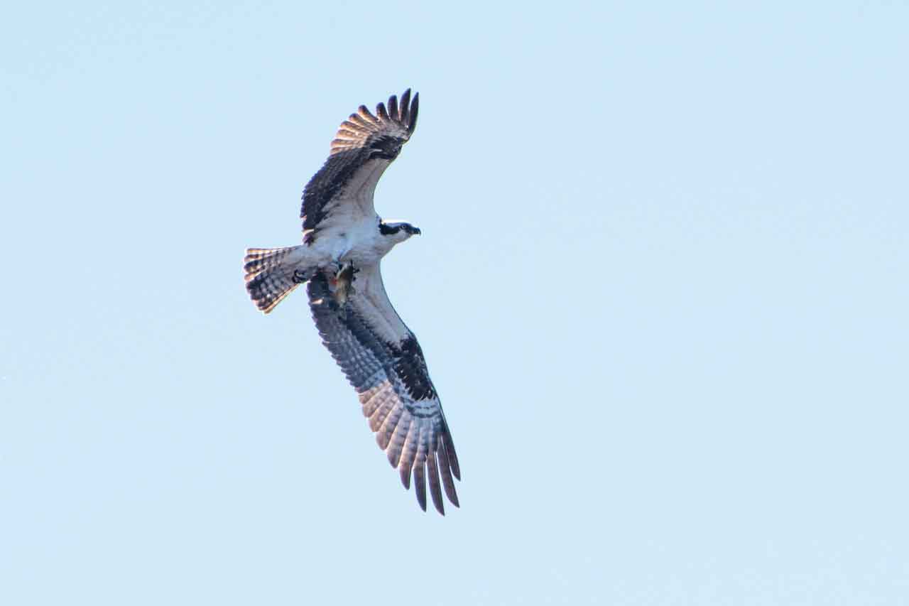 Fairhaven-Bay-osprey.jpg