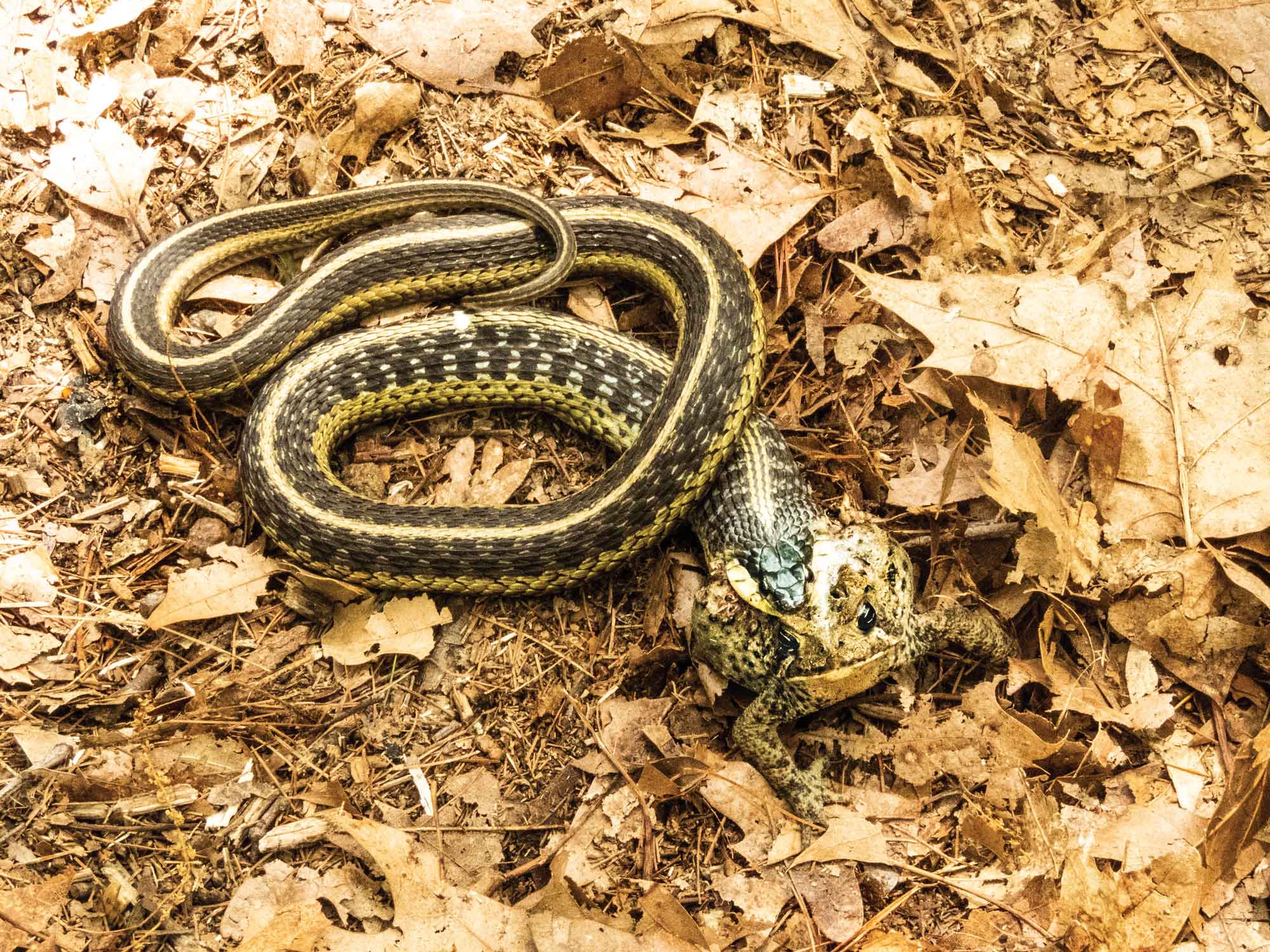 Garter-snake-with-lunch.jpg