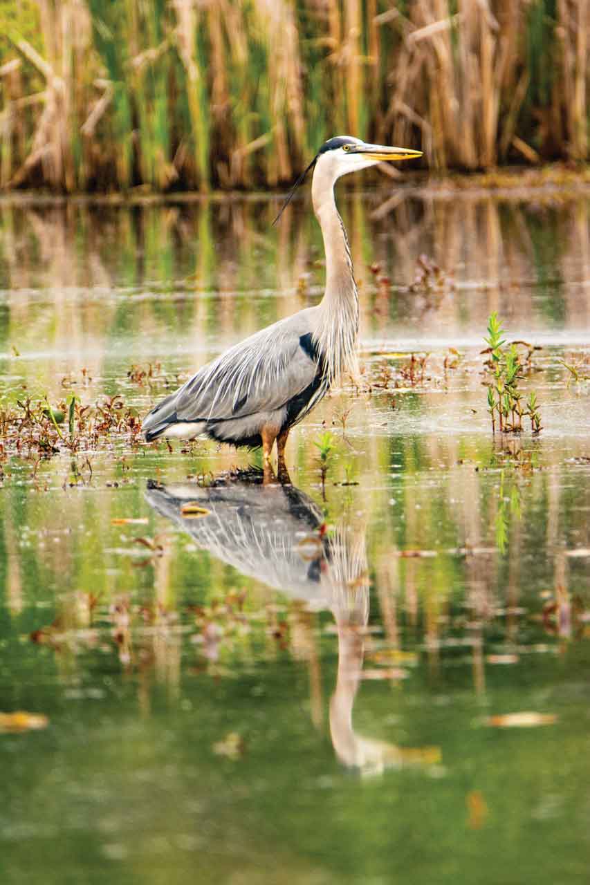 Great-Blue-Heron.jpg