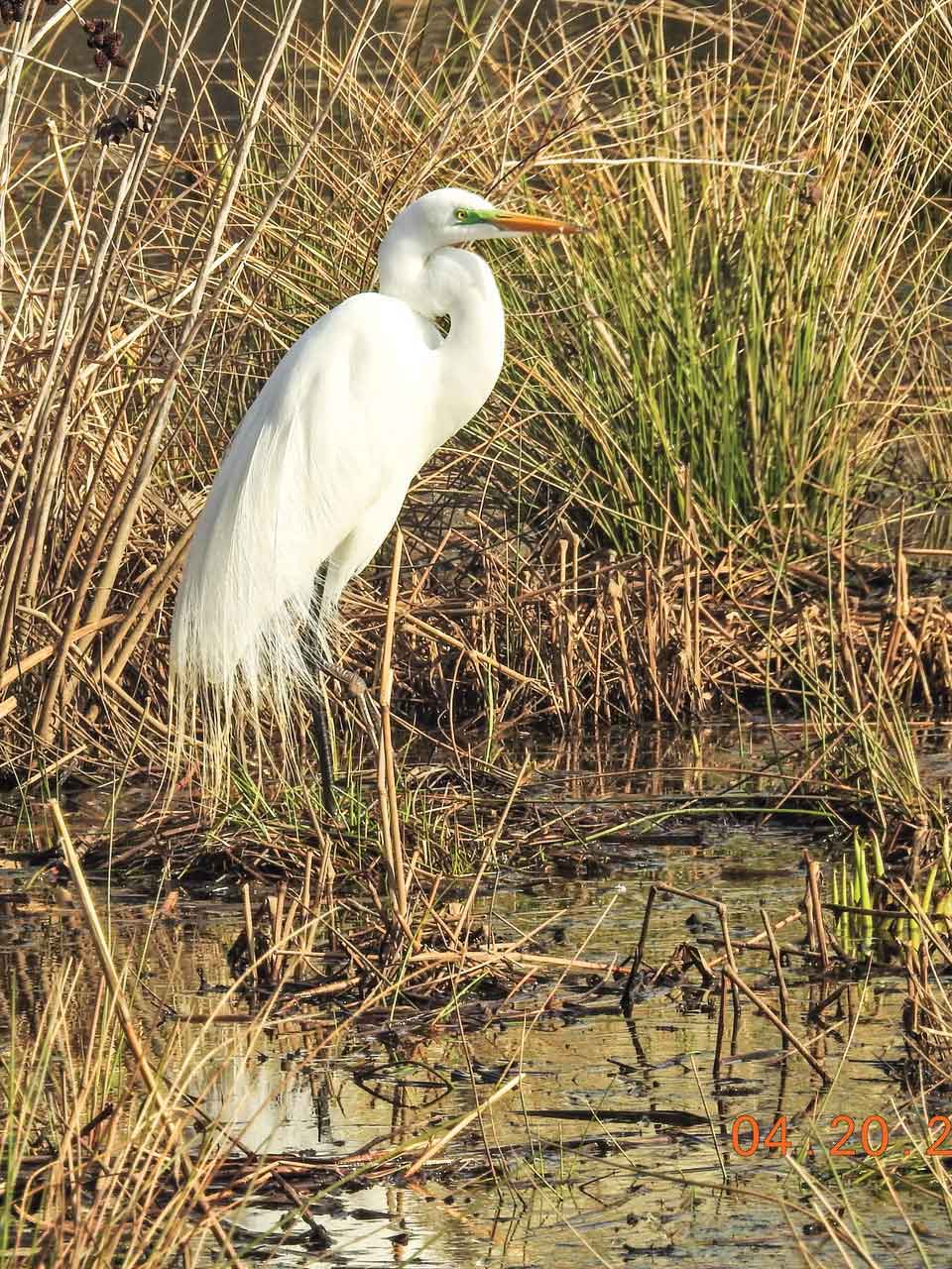 Great-Egret.jpg