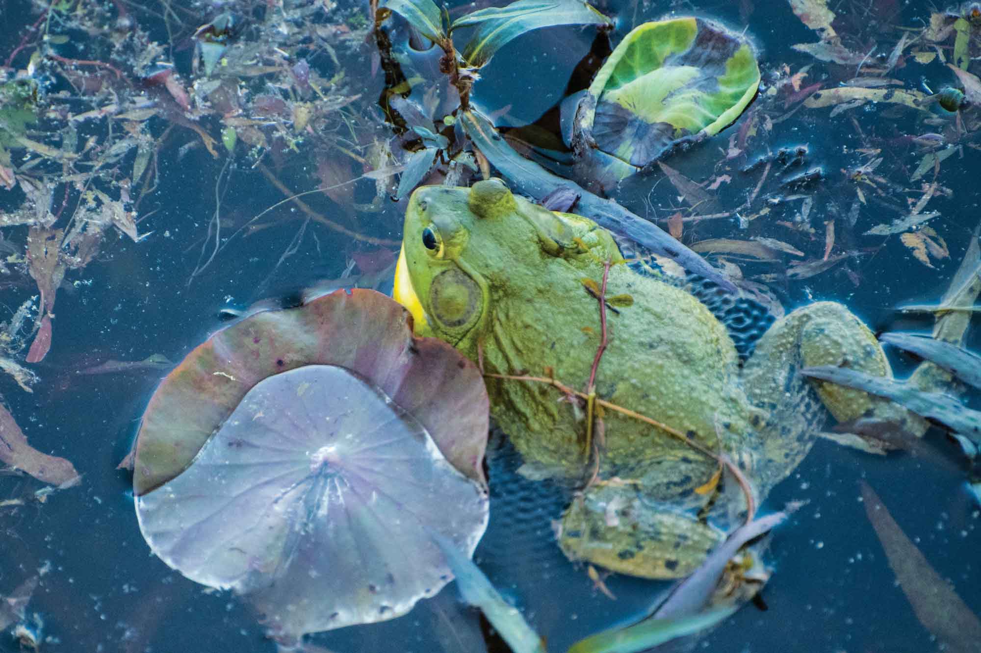 Green-frog-with-eggs.jpg