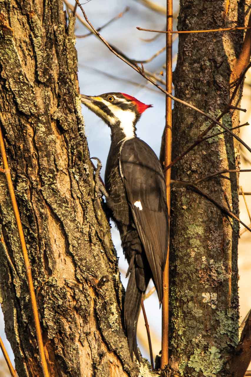 Pileated-Woodpecker-on-Boy-Scout-Island.jpg