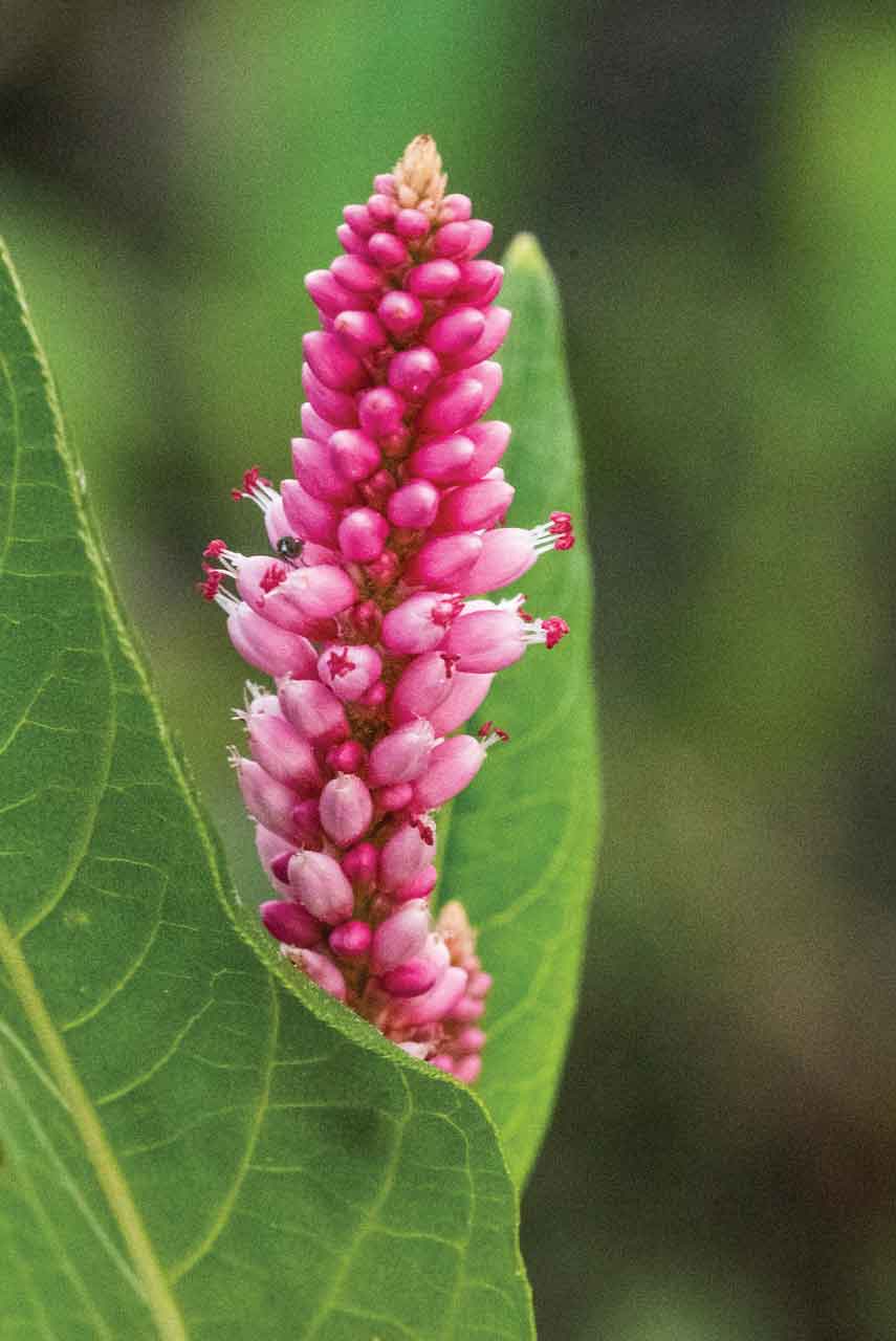 Smartweed-Found-Along-Western-Shore-of-Scout-Island.jpg