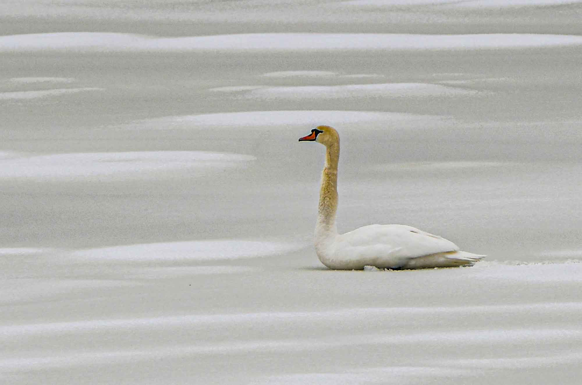 Swan-on-ice.jpg