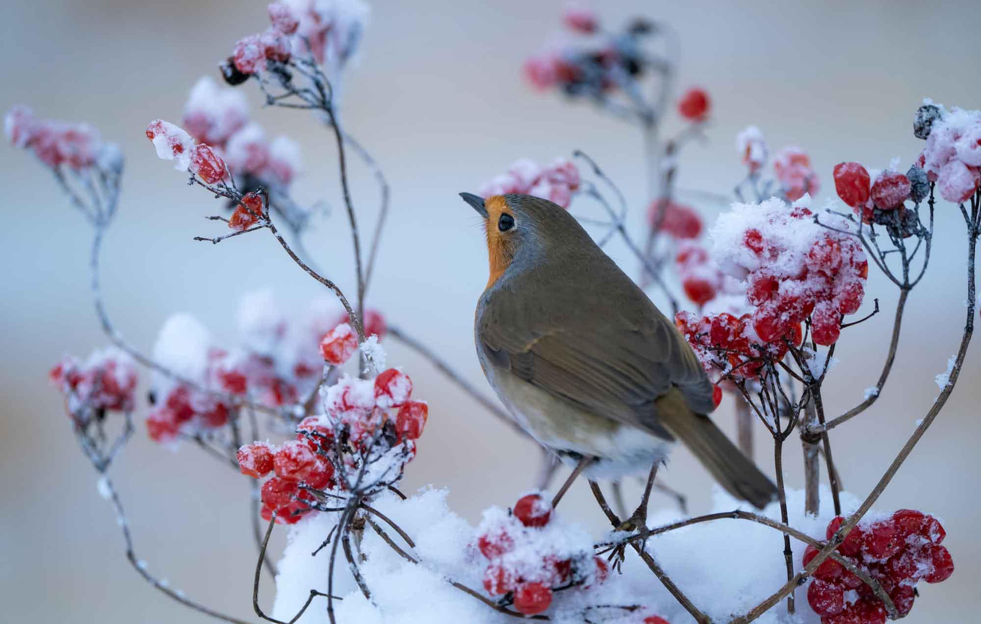 Istock 1484827734 bird on berries schnuddel