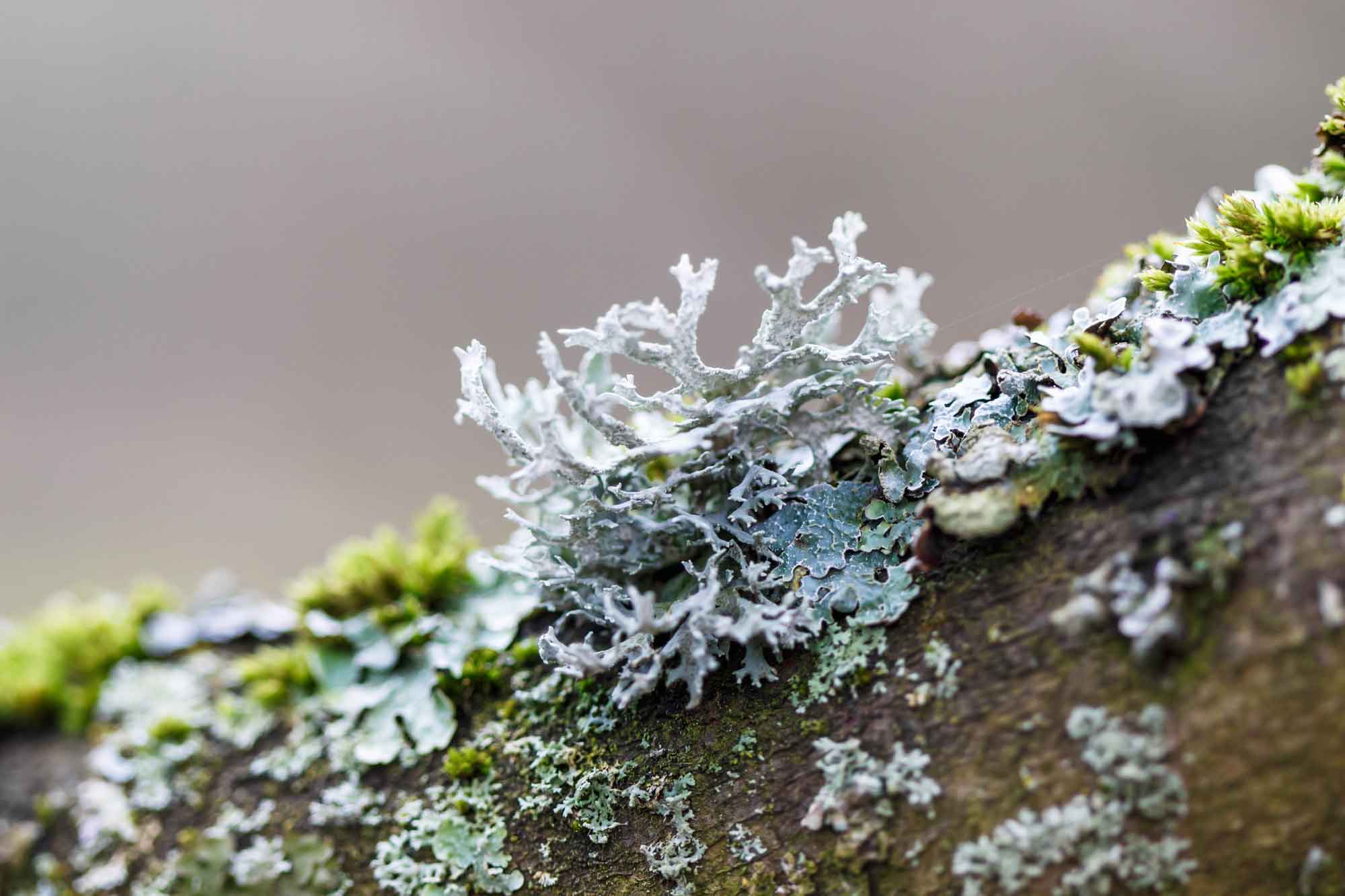 iStock-512800920-lichen-mgfoto.jpg