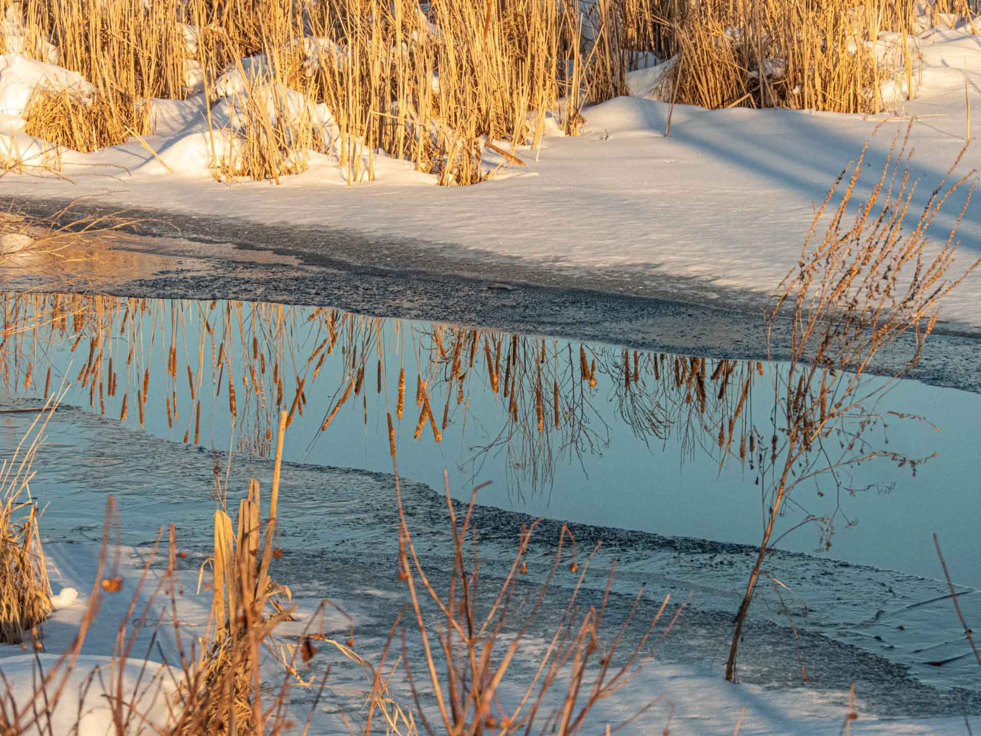 thumbnail_Cattails-w-ice.jpg